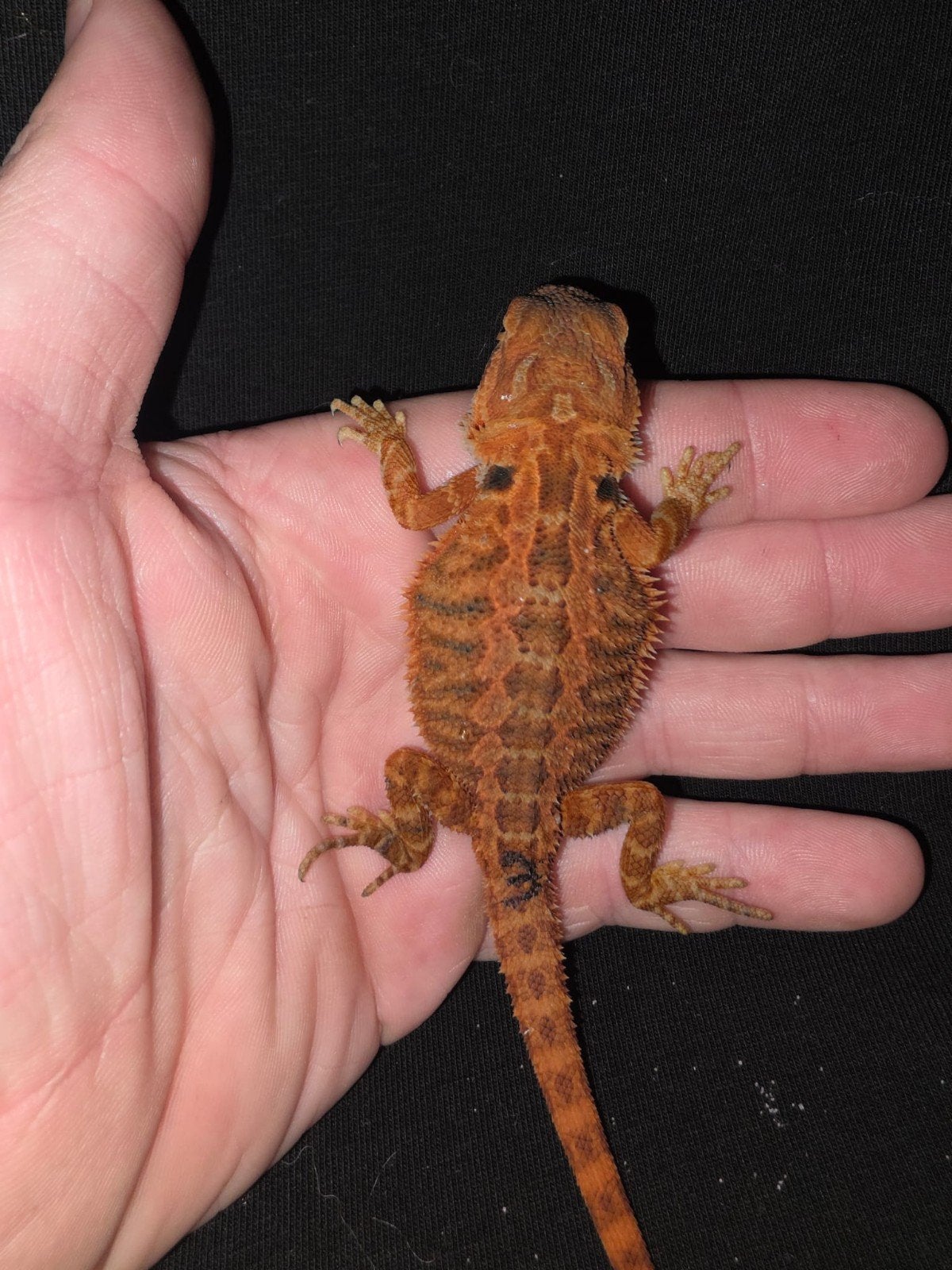 dark orange baardagaam-mannetje, Hagedis, Tam, 0 tot 2 jaar