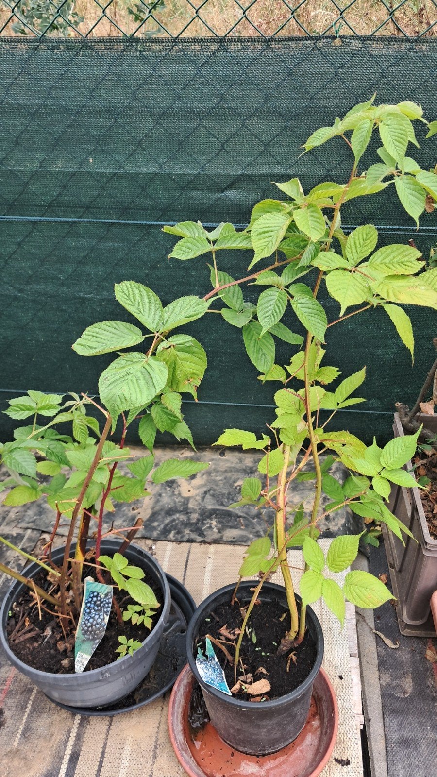2 braambessen struiken in pot., Tuin en Terras, Planten | Tuinplanten, Ophalen, Zomer, Vaste plant, Fruitplanten
