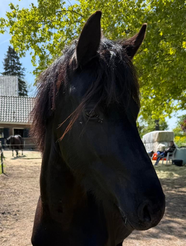 Voor snelle beslisser ! Drachtige beauty karakachan merrie !, Dieren en Toebehoren, Paarden, Merrie, Minder dan 160 cm, Met stamboom