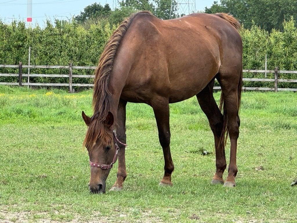 Draagmoeder of pleegmoeder, Animaux & Accessoires, Chevaux, Jument, Ne s'applique pas, Moins de 160 cm, 11 ans ou plus, Avec pedigree