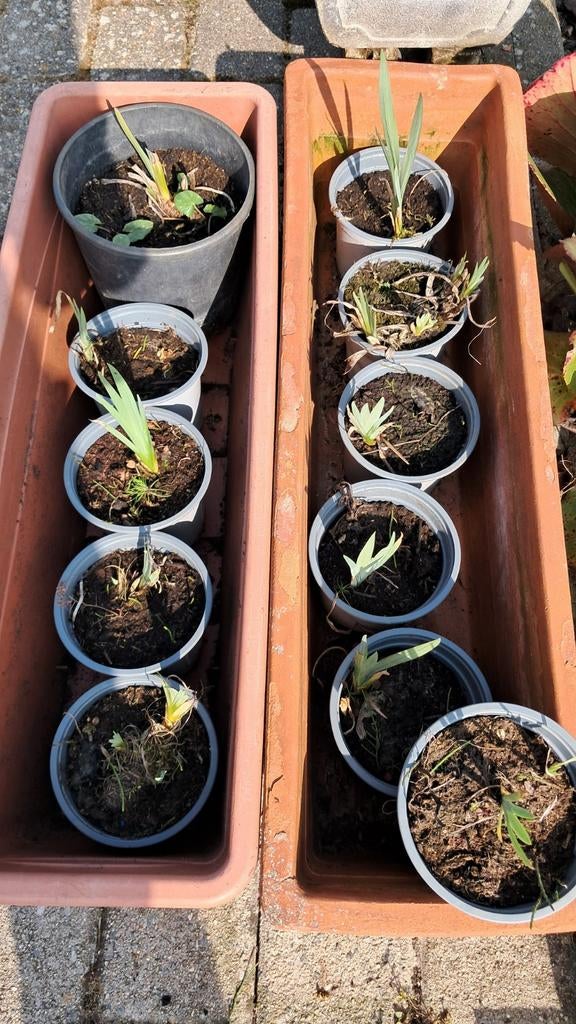 Gele lis in pot., Tuin en Terras, Ophalen, Nieuw