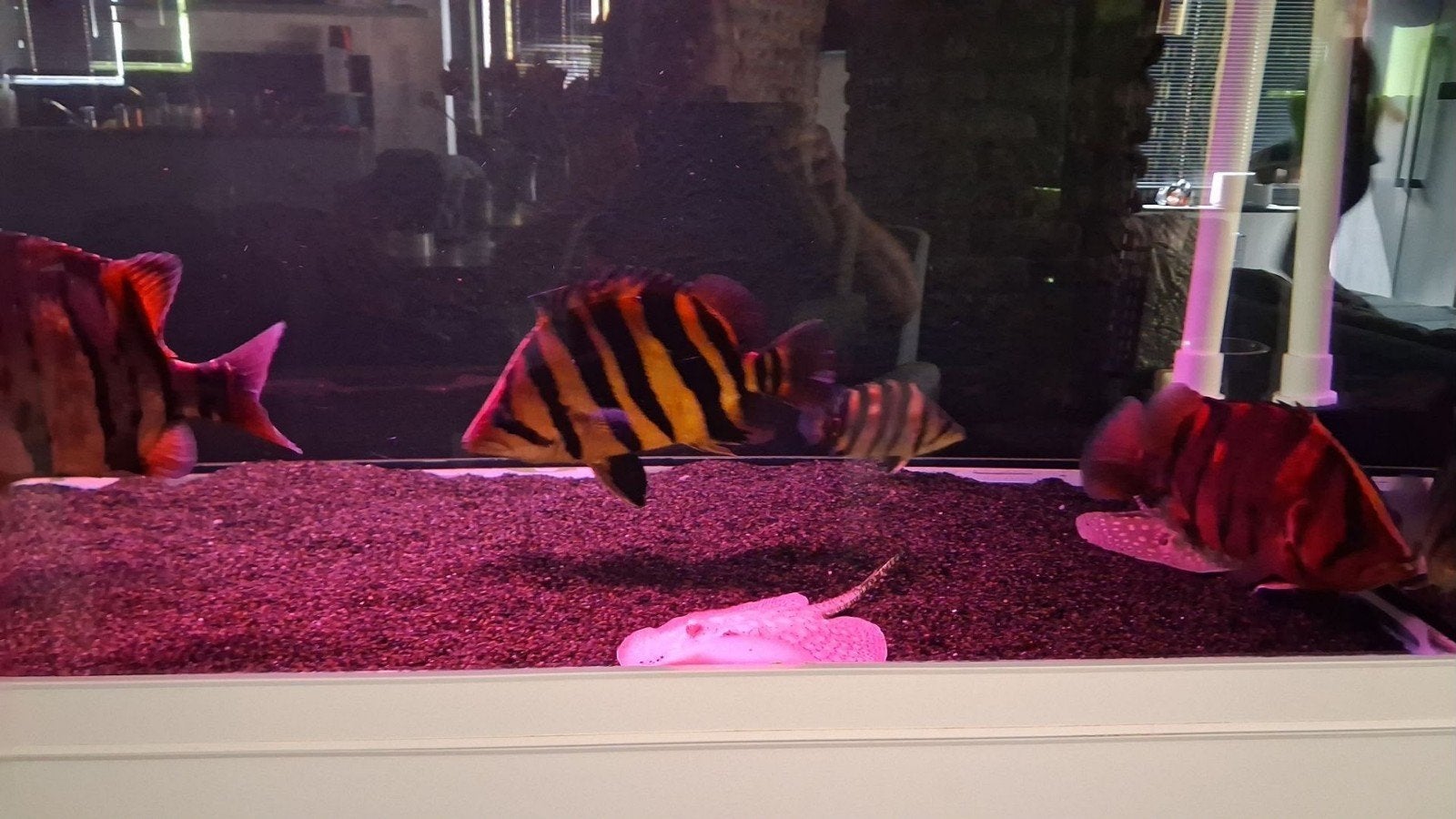 datnoid sumatra 35/40cm