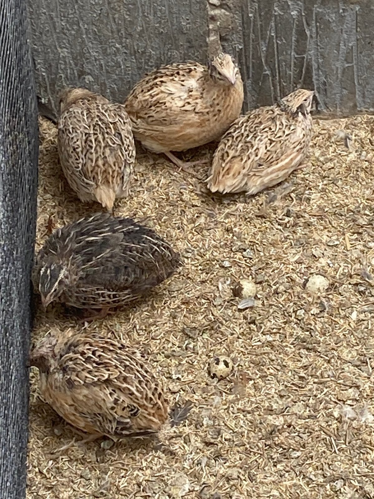 Japanse kwartels, Plusieurs animaux
