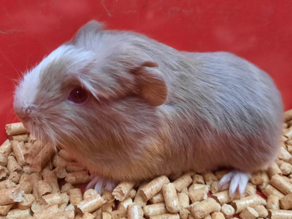 Cavia zeugje 3 weken oud., Dieren en Toebehoren, Mei, Vrouwelijk, Cavia