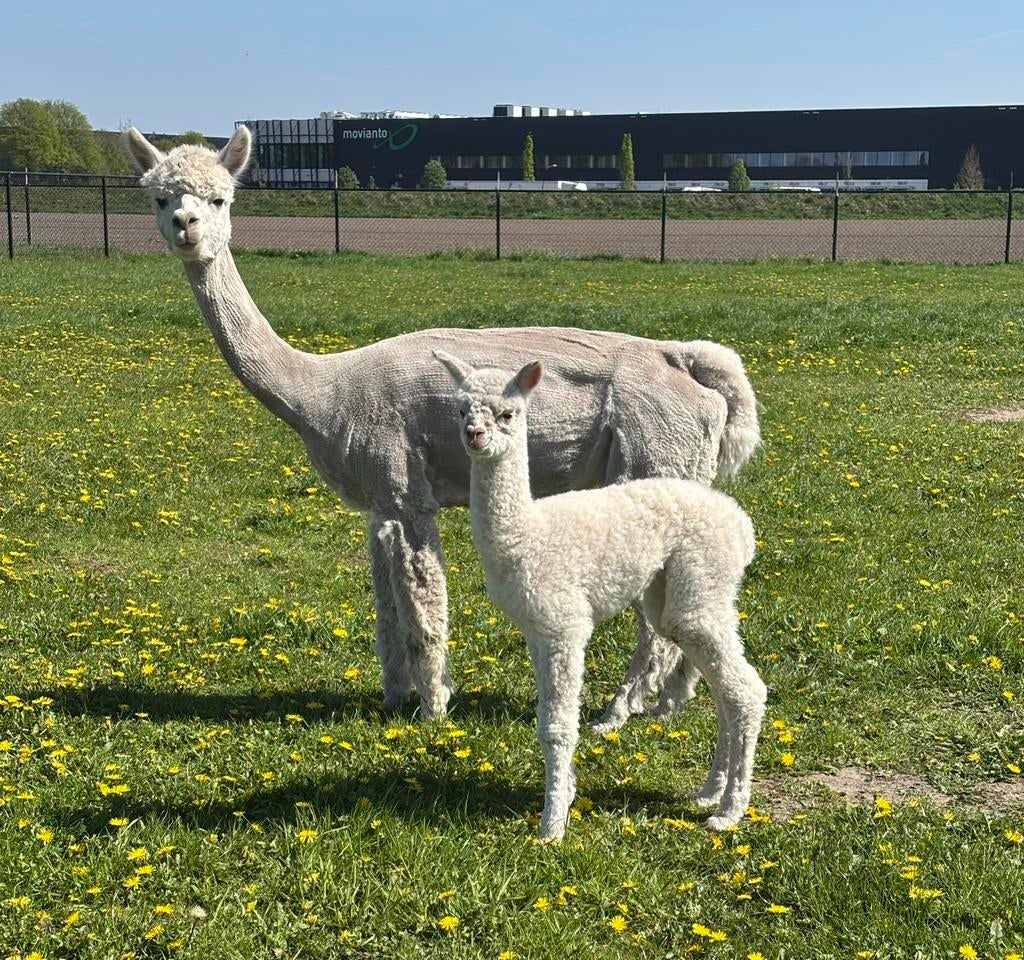 Alpaca merrie met hengstveulen te koop, Juli, Meerdere dieren