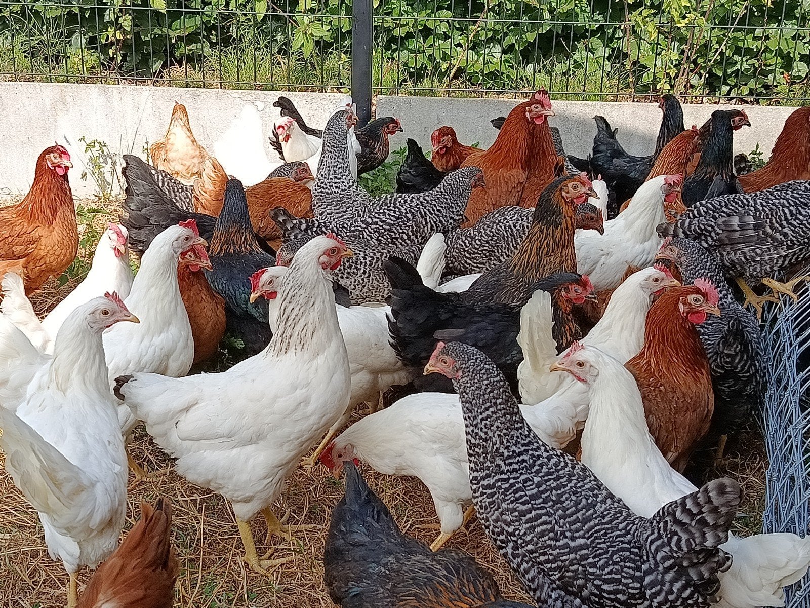 ruime keuze aan jonge legkippen, Dieren en Toebehoren, Pluimvee, Kip