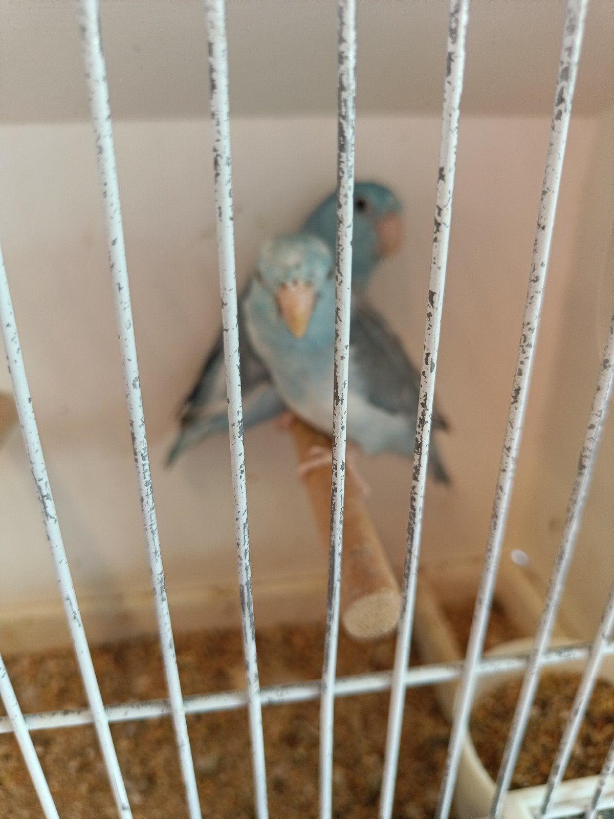 forpussen, Dieren en Toebehoren