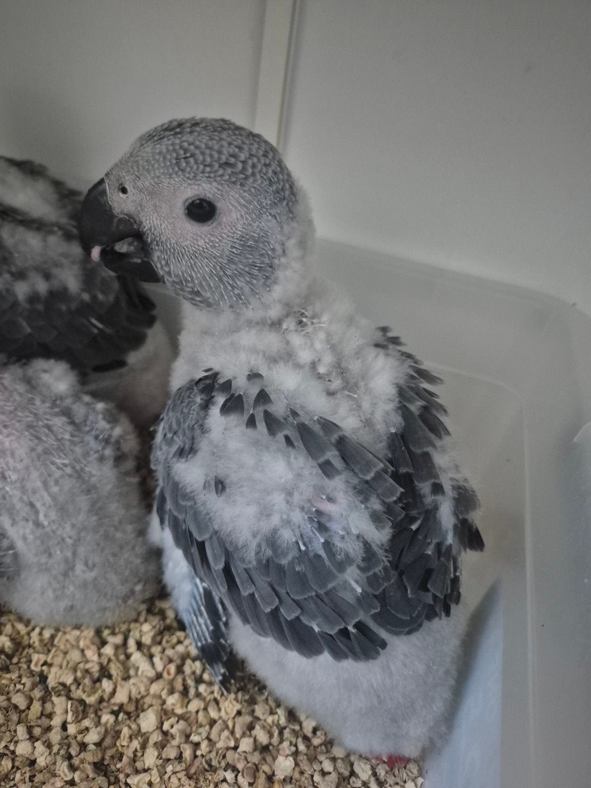 Grijzeroodstaart papegaai, Dieren en Toebehoren, Papegaai, Geringd