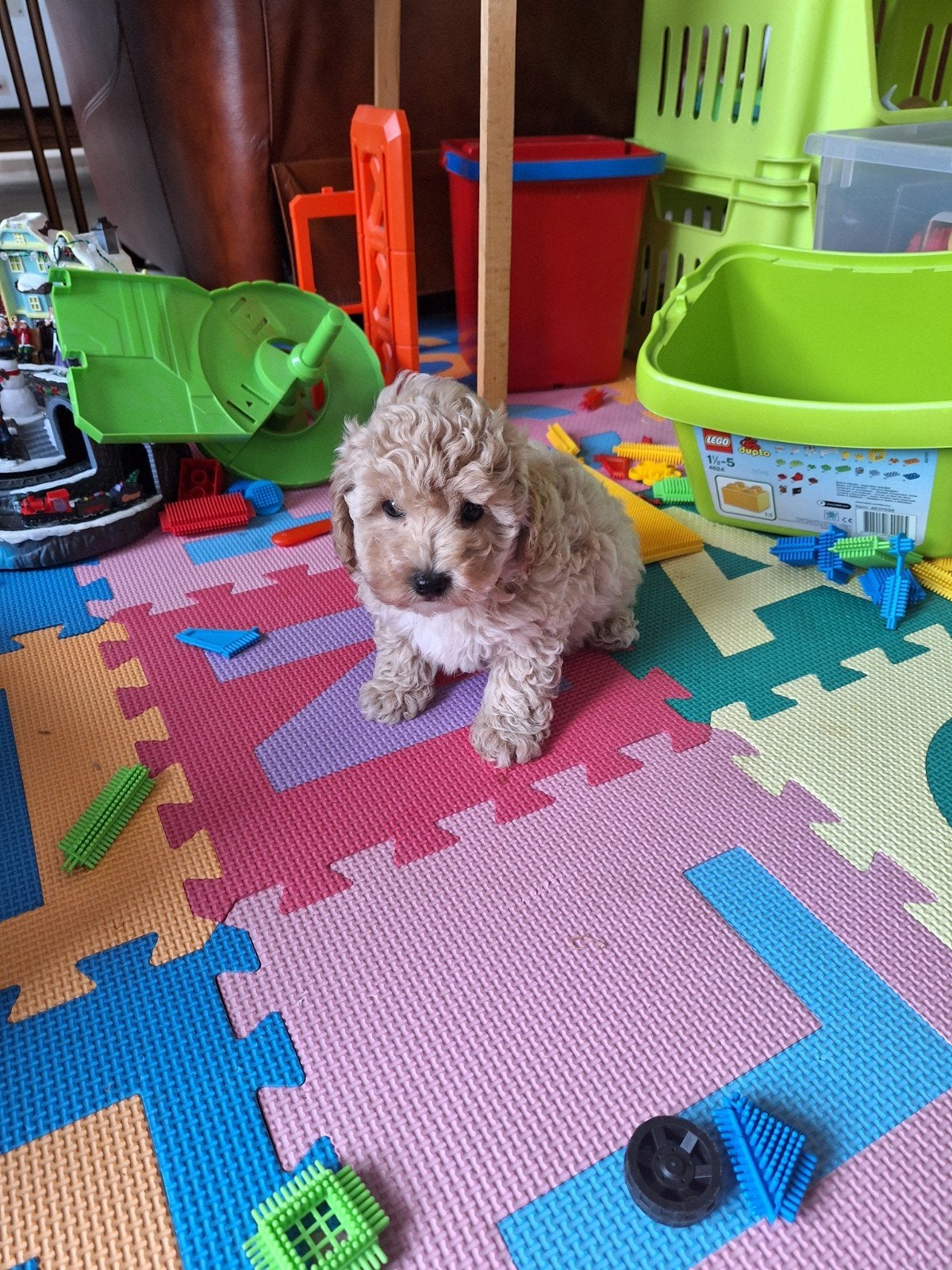 Maltipoo pups, Dieren en Toebehoren, België, CDV (hondenziekte), 8 tot 15 weken, Meerdere