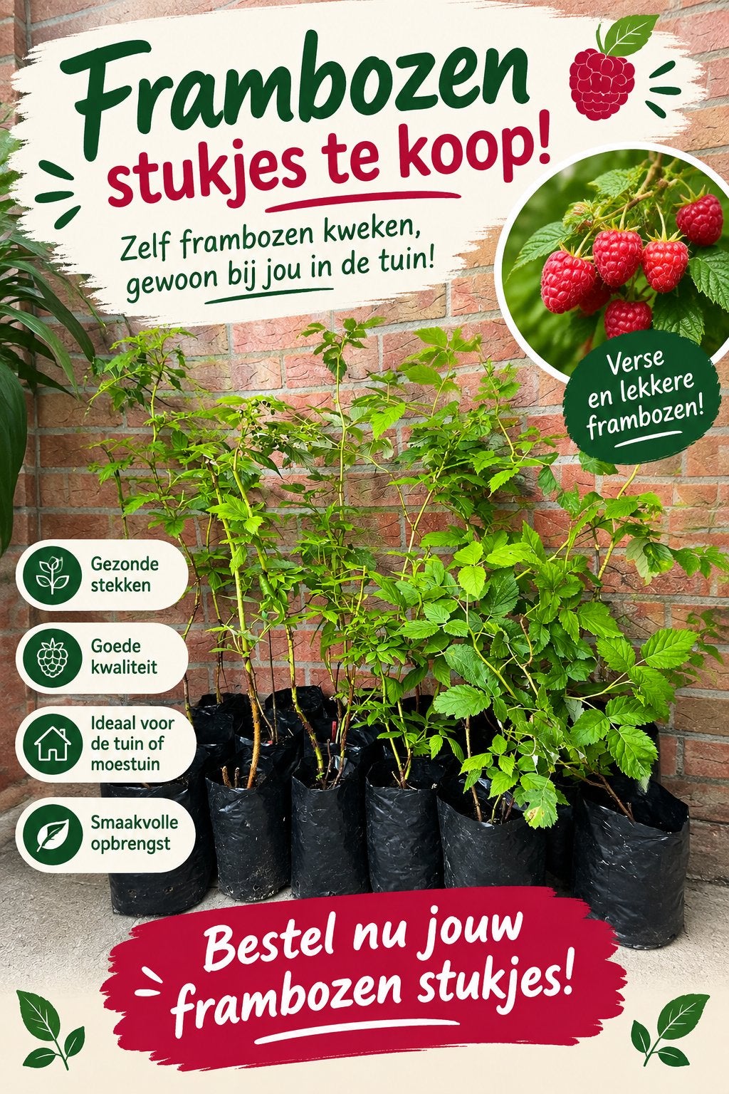 FRAMBOZENSTEKJES TE KOOP!, Ophalen of Verzenden, Vaste plant, Fruitplanten, Halfschaduw