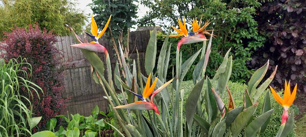 Strelitzia, Autres espèces, Printemps, Plein soleil, Enlèvement