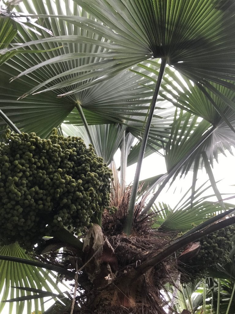 Palmzaden princeps / nanus / Naggy /wagnerianus / sp. Kumaon, Tuin en Terras, Volle zon, Ophalen of Verzenden, Lente, Minder dan 100 cm