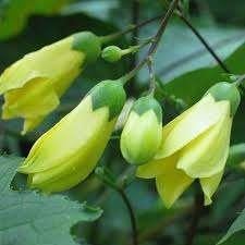 Kirigeshoma Palmata, Tuin en Terras, Ophalen, Halfschaduw
