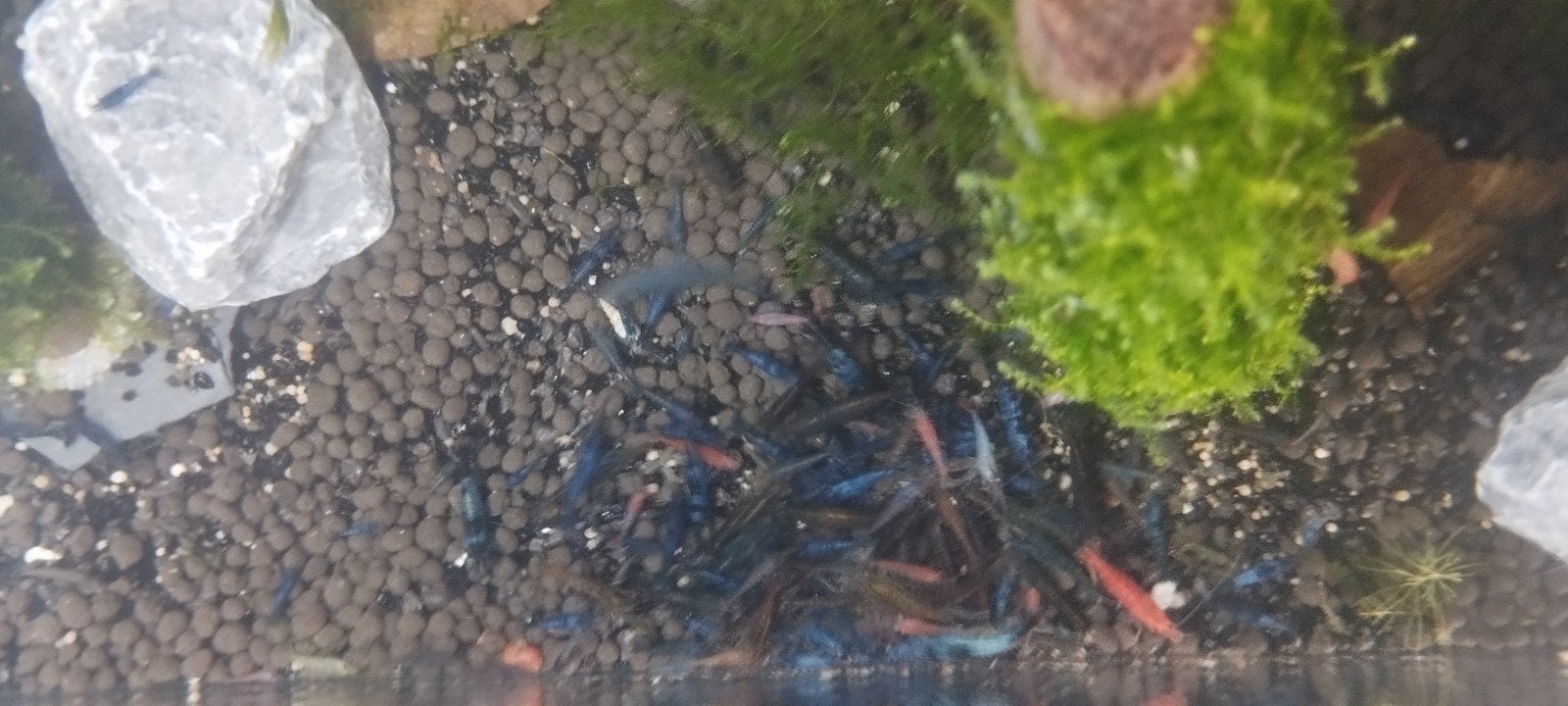neocaridina garnalen mix, Dieren en Toebehoren, Vissen | Aquariumvissen