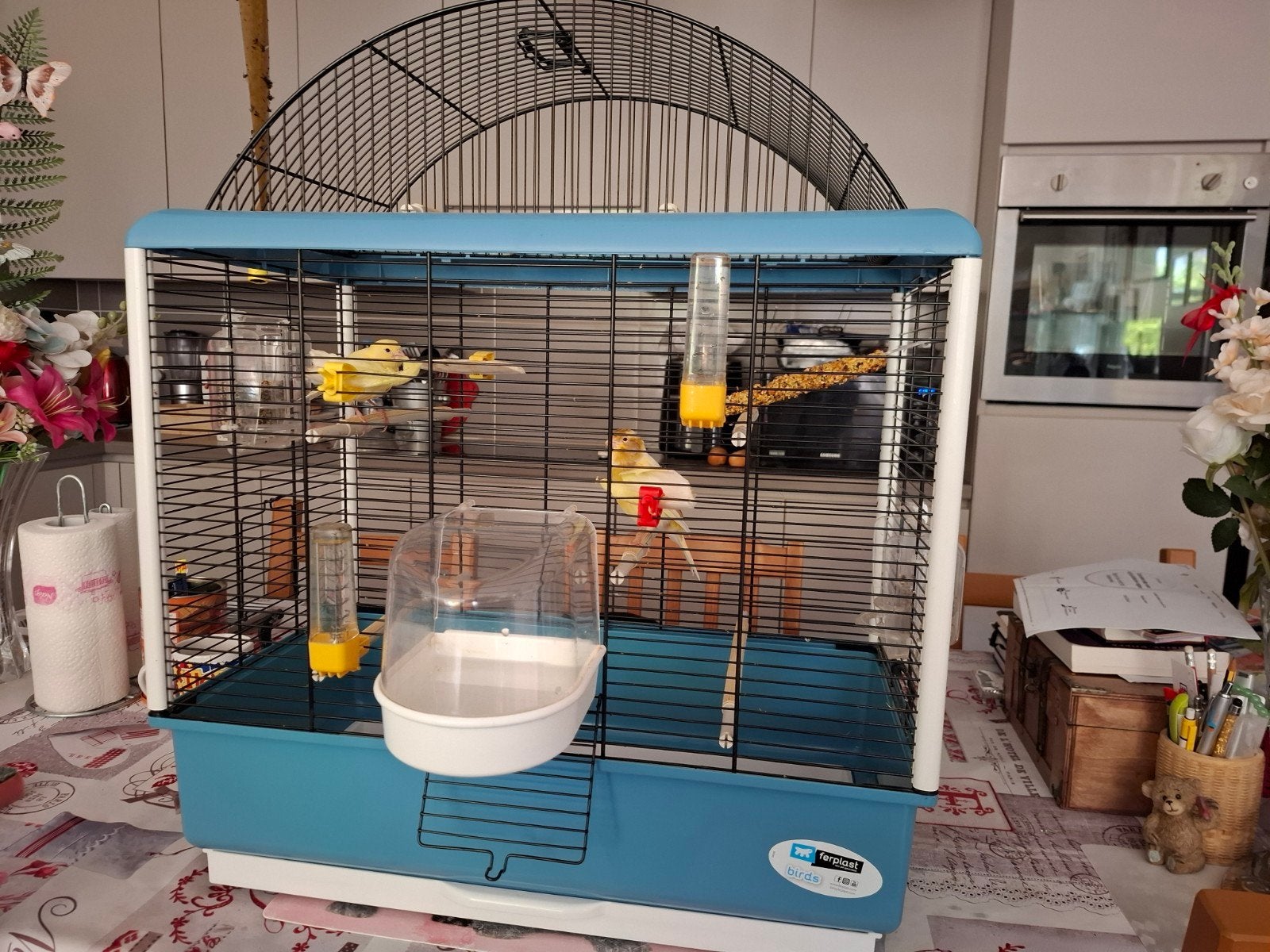 koppel kanaries met kooie, Plusieurs animaux, Canari de couleur