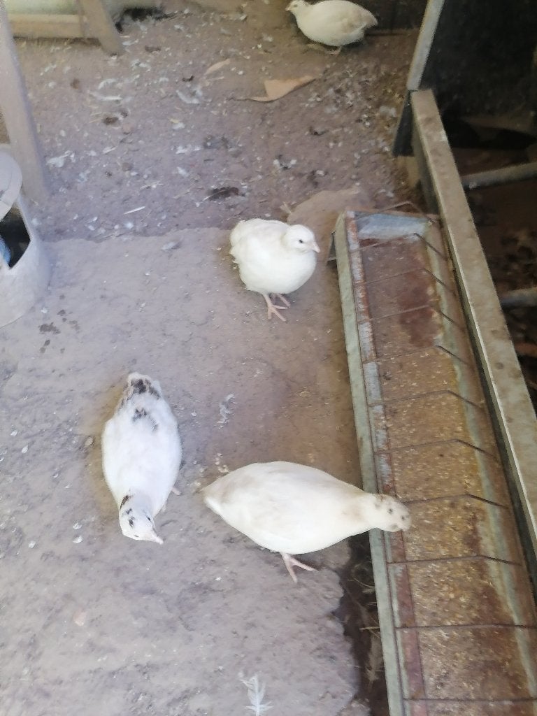 8 witte raszuivere Texas A&M kwartels legrijp, Dieren en Toebehoren, Pluimvee