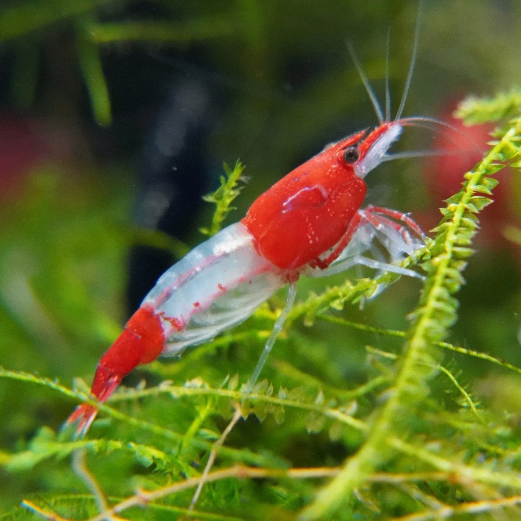 Crevettes d'aquarium Red Rili Neocaridina, Homard, Crabe ou Crevette, Poisson d'eau douce