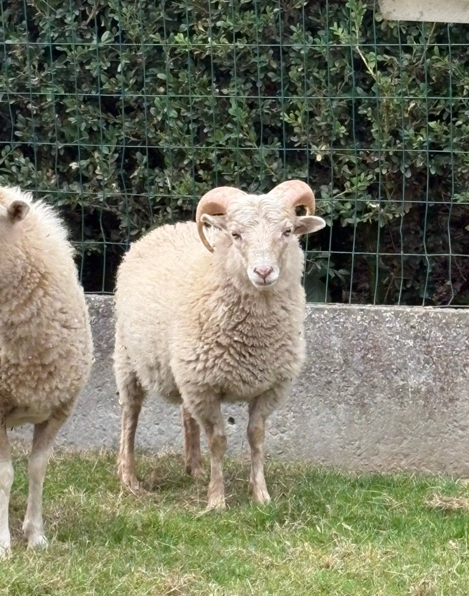 Ouessant ram - wit - 7 maand oud, Dieren en Toebehoren, Mannelijk, Schaap, 0 tot 2 jaar