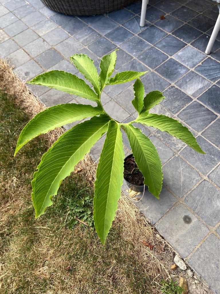Sauromatum ventricosum, Autres espèces, Été, Enlèvement, Plante fixe