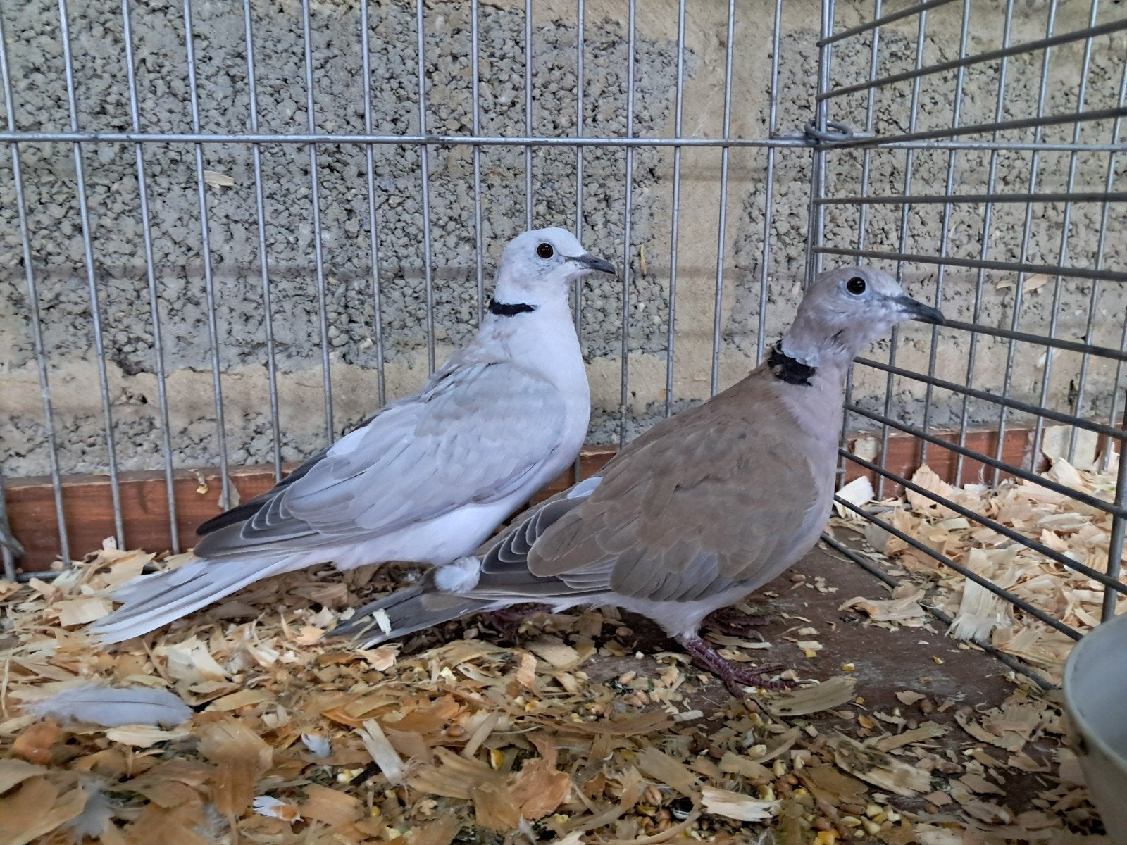 lachduif, Dieren en Toebehoren