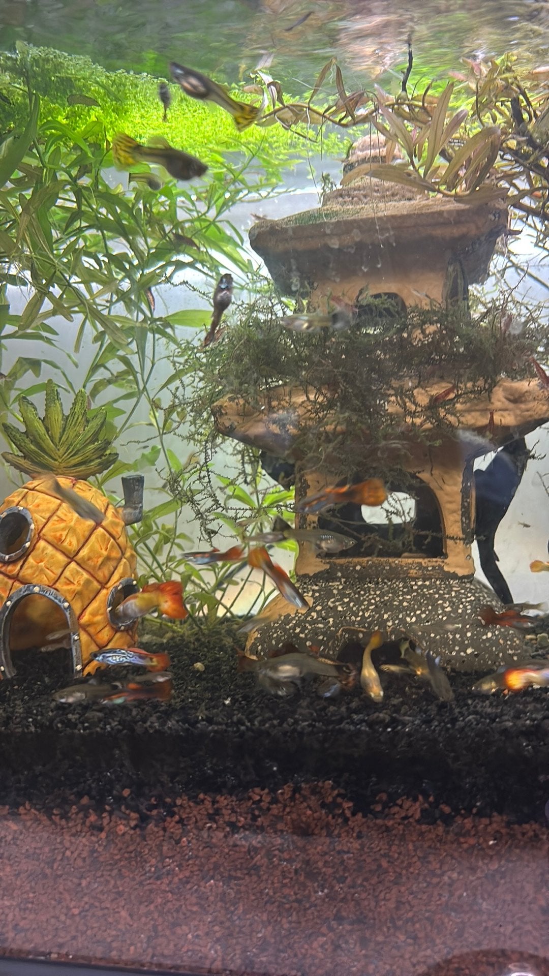 Guppies te koop, Dieren en Toebehoren, Vissen | Aquariumvissen