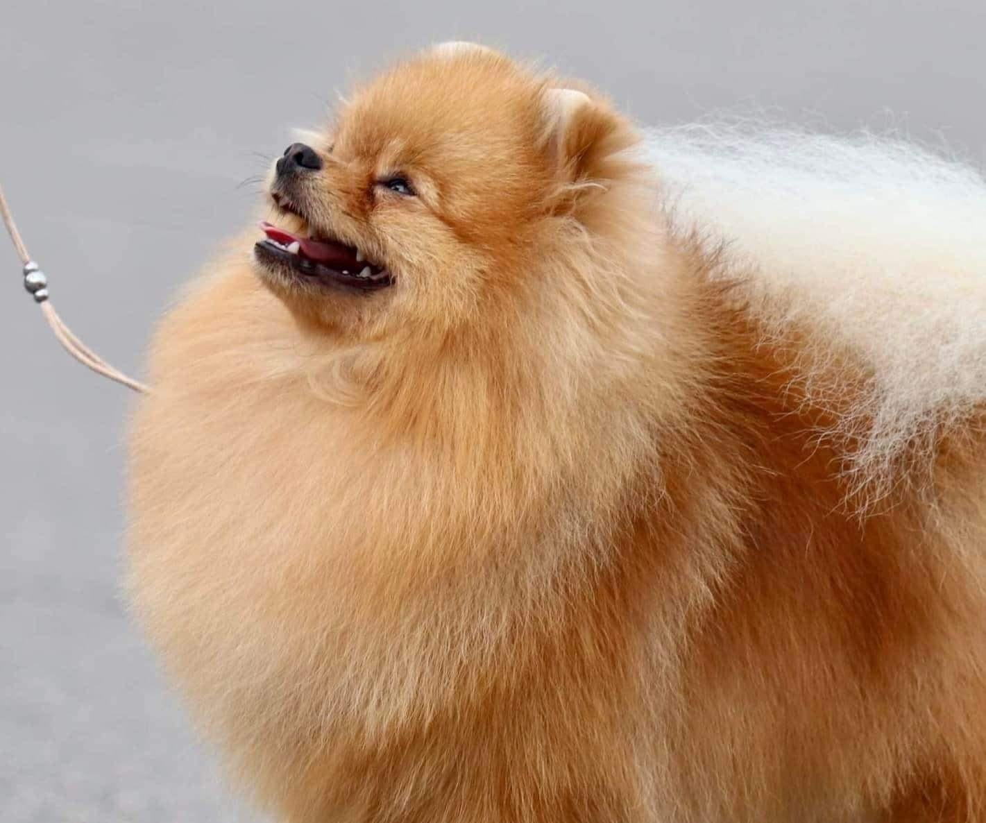 Staat ter dekking dwergkees pomeriaan pomeranian, België, Fokker | Hobbymatig, Keeshond, Reu