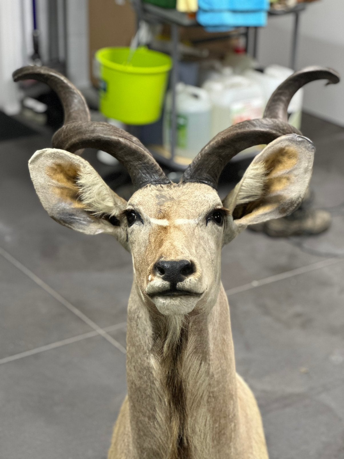 Opgezette kudu, Ophalen