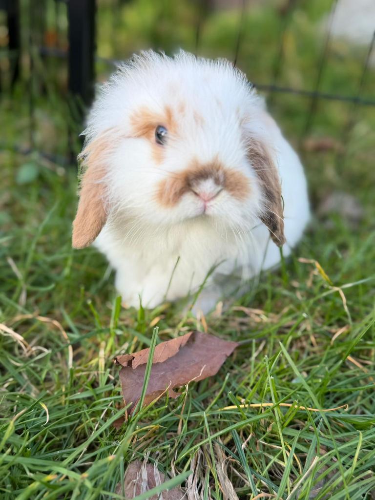 Lieve dwerghangoor konijnen te koop, Dieren en Toebehoren, Konijnen, Klein, Meerdere dieren, 0 tot 2 jaar, Hangoor