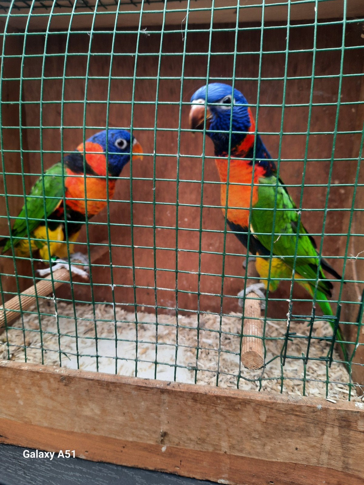 roodnek lori, Dieren en Toebehoren, Vogels | Parkieten en Papegaaien