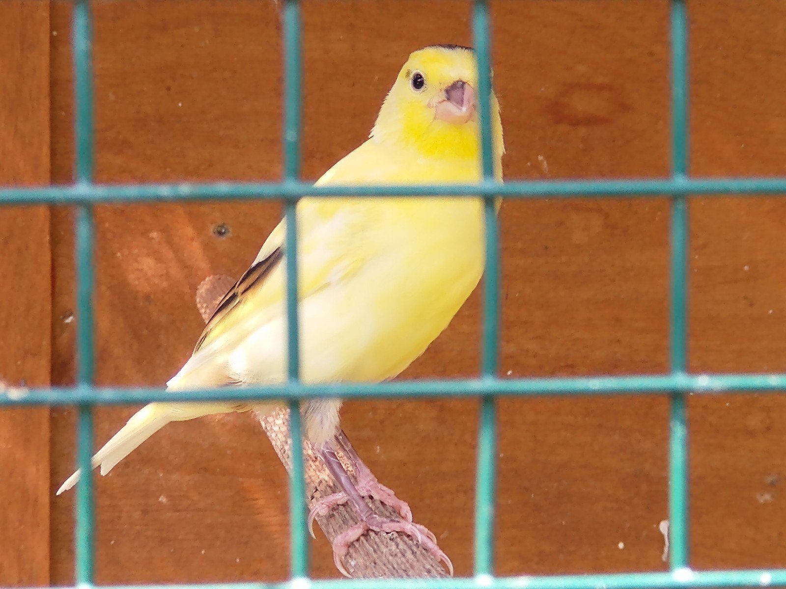 kanaries (klein postuur), Animaux & Accessoires, Oiseaux | Canaris, Sexe inconnu
