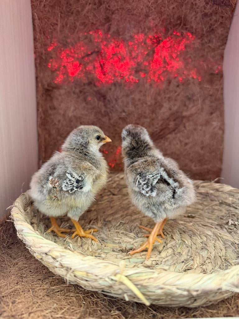 Kuikens en broedeieren, Dieren en Toebehoren, Pluimvee, Meerdere dieren, Kip
