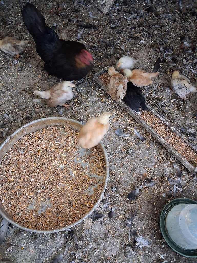 TE KOOP:JONGE KRIELEN, Meerdere dieren, Kip