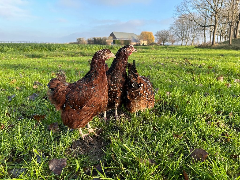 Jonge tamme Orpington kippen gesekst en ingeënt, Animaux & Accessoires, Volatiles, Femelle, Poule ou poulet