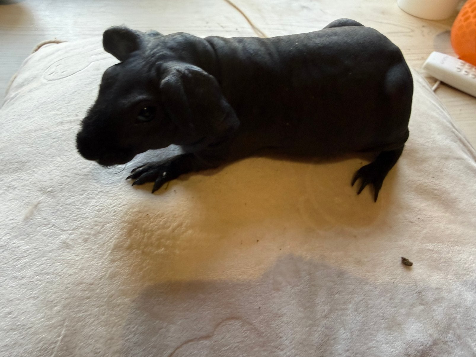 Skinny cavia beertje, Animaux & Accessoires, Août, Mâle, Domestique, Cobaye