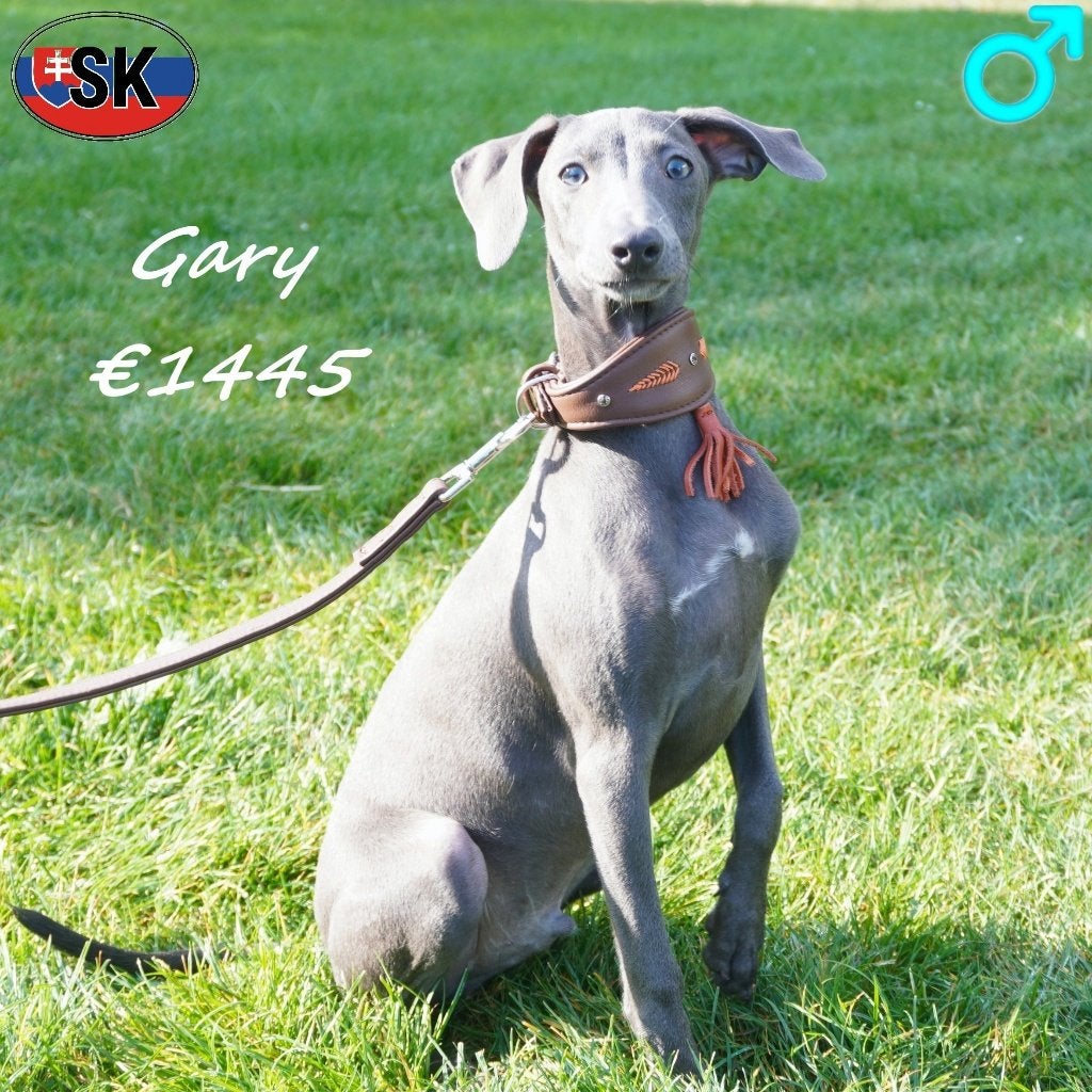 Gary & Urnie - Blauwe Italiaanse Windhond reutjes, Dieren en Toebehoren, 15 weken tot 1 jaar, Buitenland, CDV (hondenziekte), Meerdere