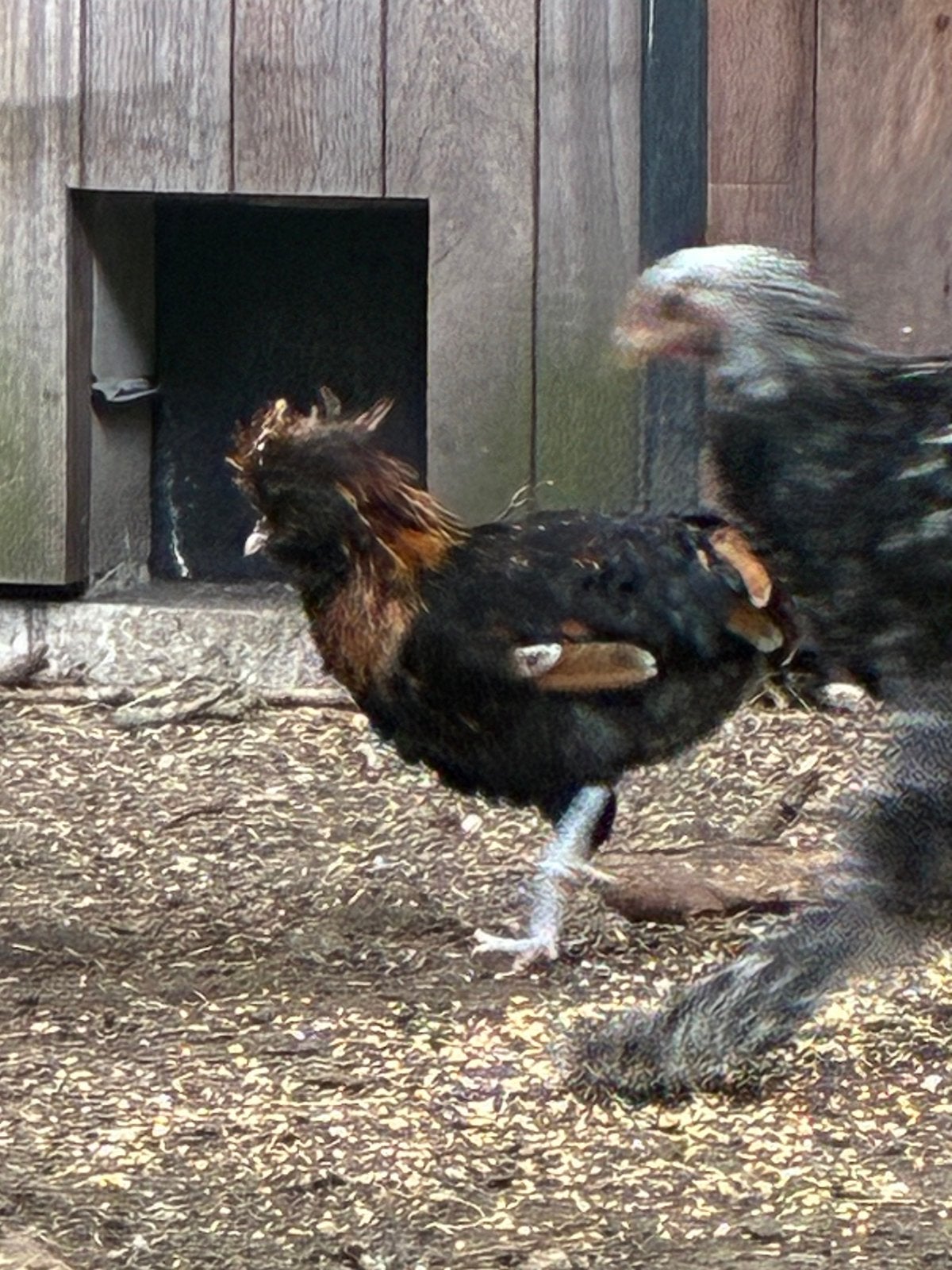 Padua haan, Dieren en Toebehoren, Mannelijk, Kip