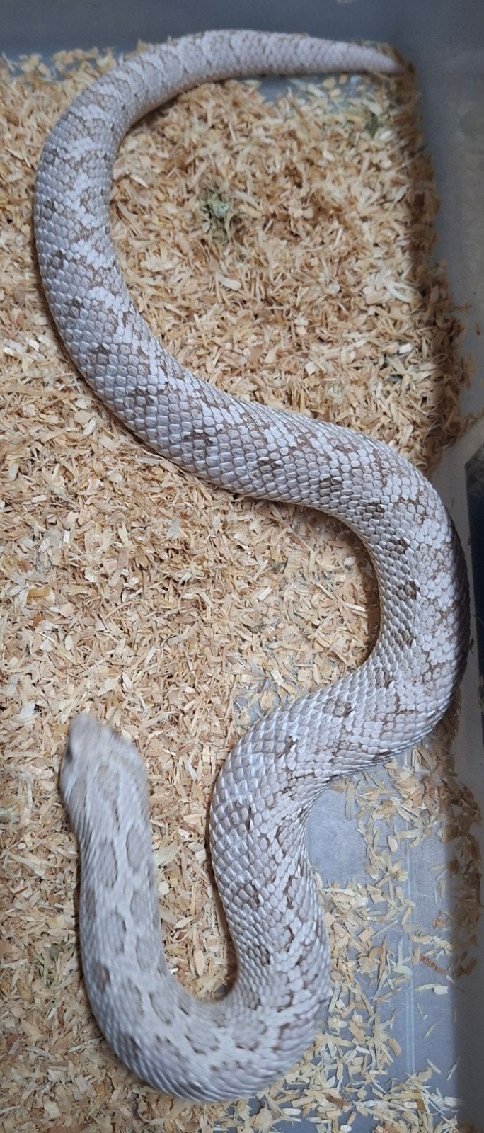 hognose toxic 1.0, Dieren en Toebehoren