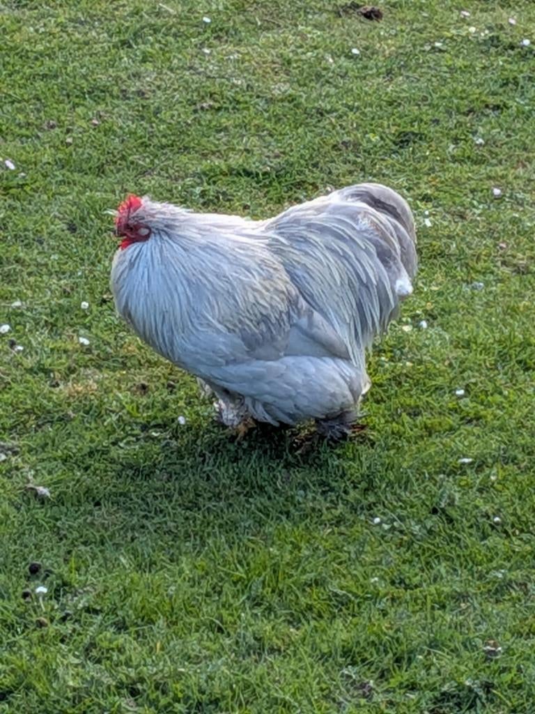 Cochin kriel haan, Dieren en Toebehoren, Pluimvee
