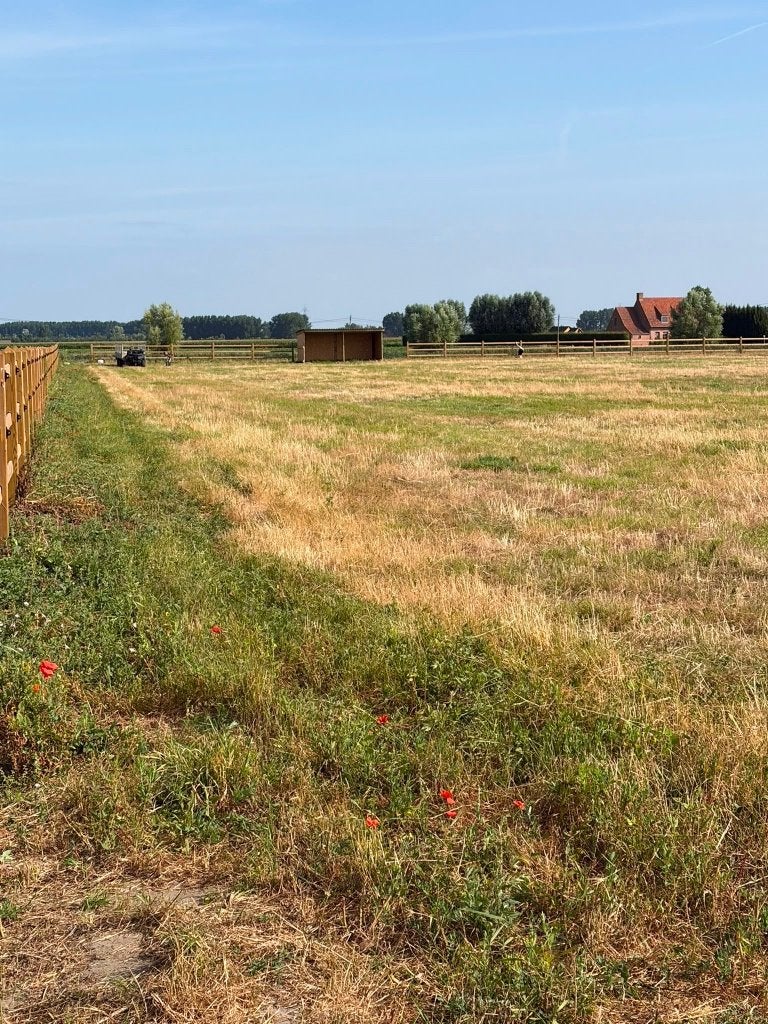 Weide, Dieren en Toebehoren, Stalling en Weidegang, Weidegang, 2 of 3 paarden of pony's