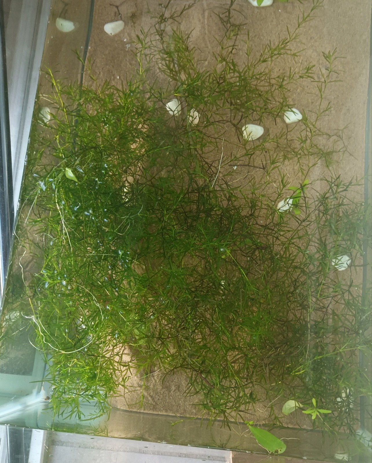 herbe à guppy, Animaux & Accessoires, Enlèvement, Neuf, Aquarium d'eau douce rempli