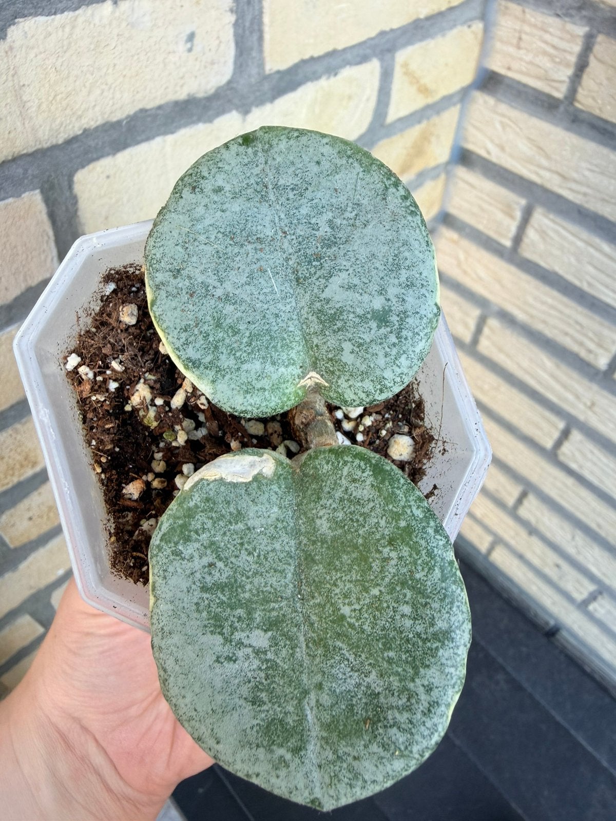 Hoya argentea picta (rare), Huis en Inrichting, Verzenden
