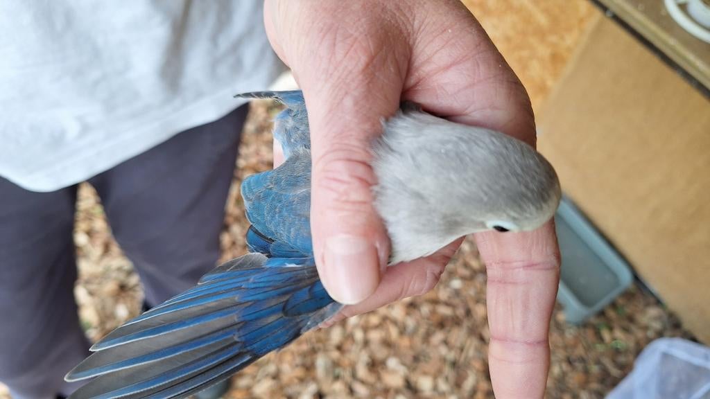 Jonge agapornis fischeri maart '26