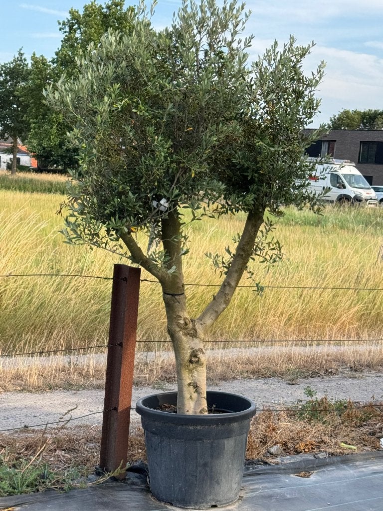 Olijfboom florida, Tuin en Terras, Planten | Bomen, 100 tot 250 cm, Olijfboom, Zomer, Ophalen