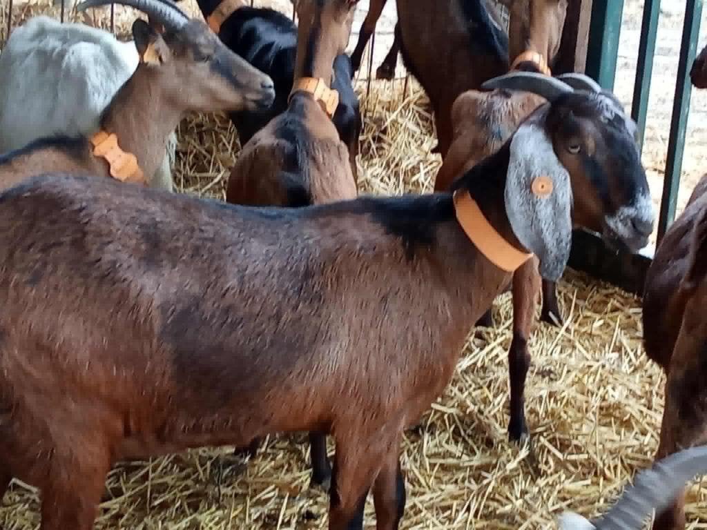 Chevre Anglo-Nubienne en lactation, Dieren en Toebehoren, Schapen, Geiten en Varkens, Vrouwelijk, Geit, 0 tot 2 jaar