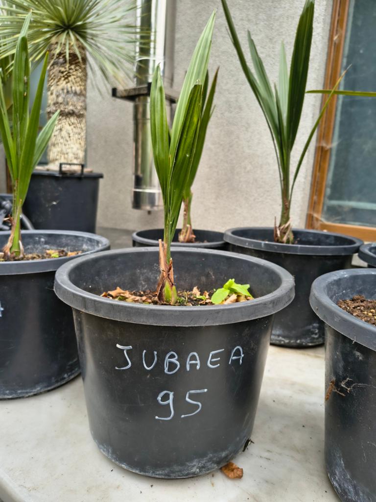 Palmbomen Jubaea in 10 liter pot Te Koop Intermassa Stekene, Tuin en Terras, Ophalen, Winter