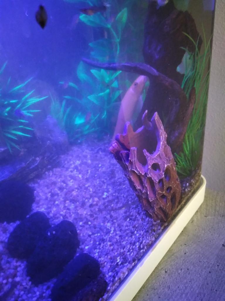 Oranje pleco, Dieren en Toebehoren, Vissen | Aquariumvissen, Zoetwatervis, Vis