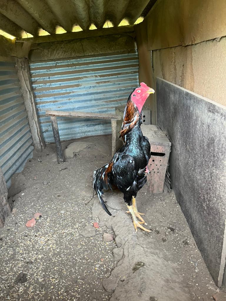 Shamo
