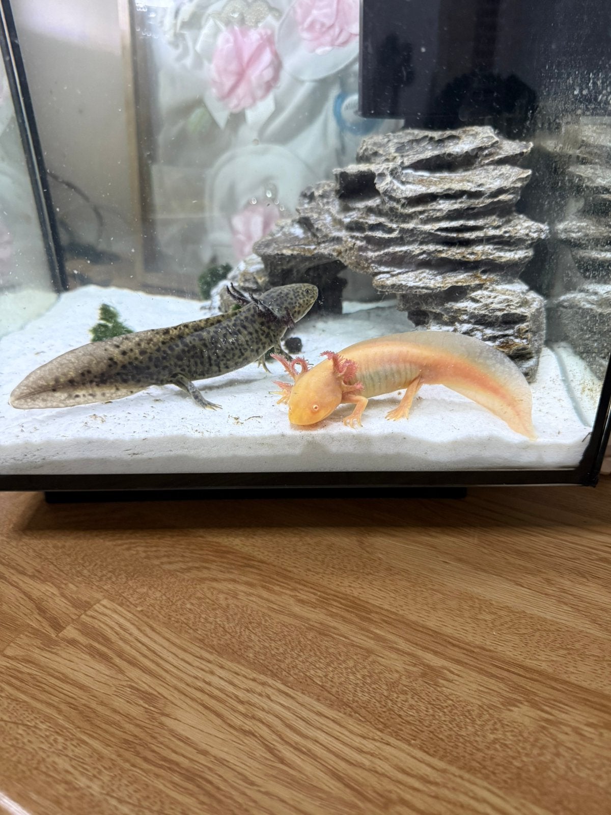 2 jonge Axolotl, Animaux & Accessoires