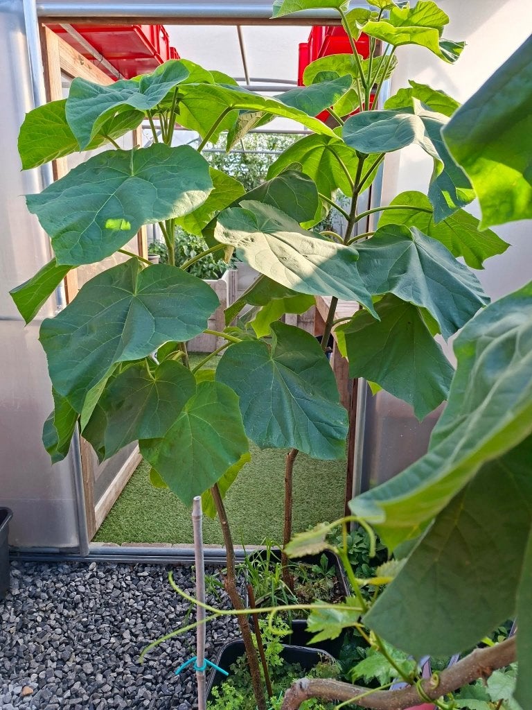 Pauwlonia tementosa, Tuin en Terras, Planten | Bomen, Overige soorten, 100 tot 250 cm, Zomer, Ophalen