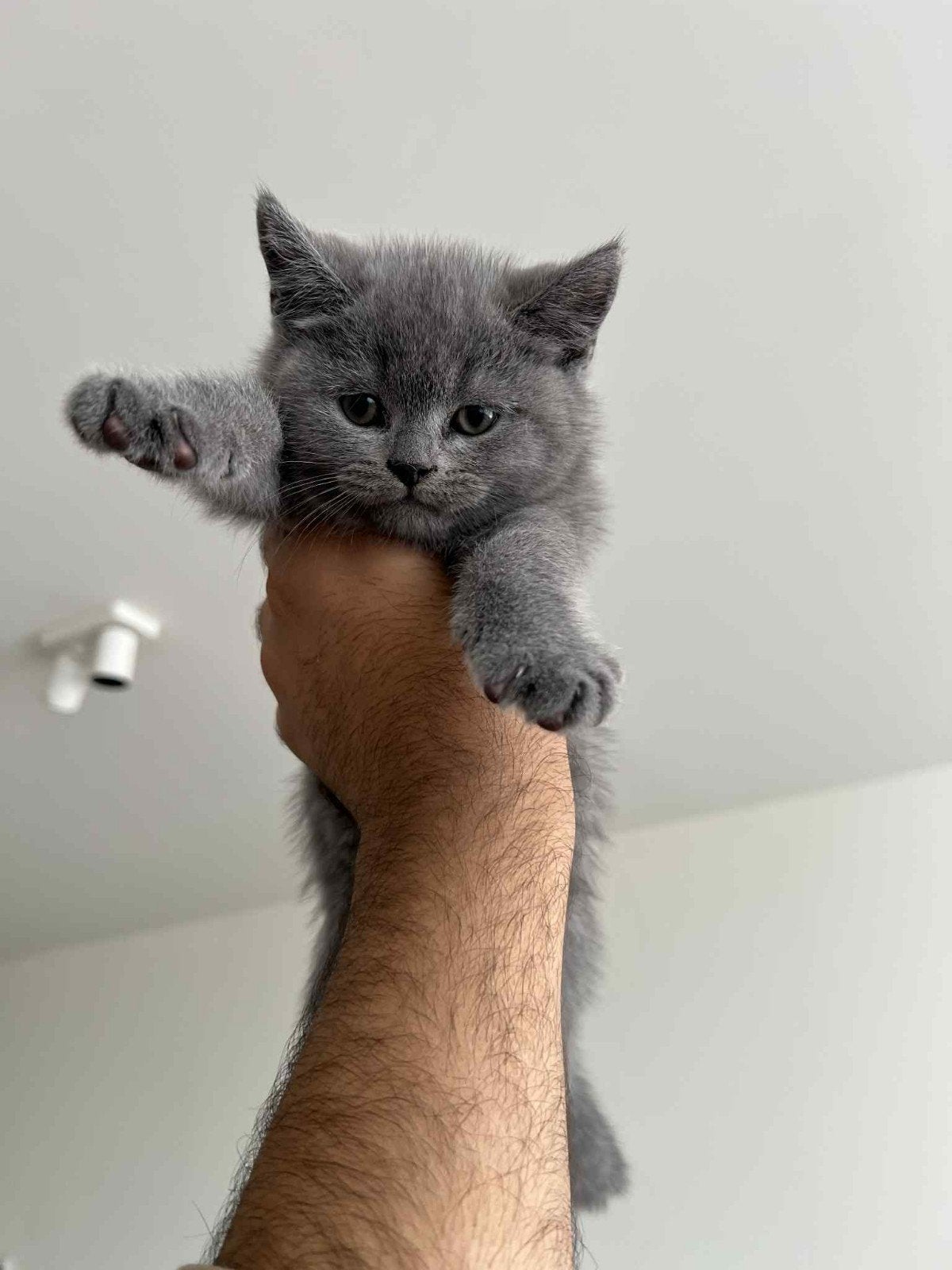 Betites chatons british shorthair., Chatte ou Chat, Vacciné, 0 à 2 ans